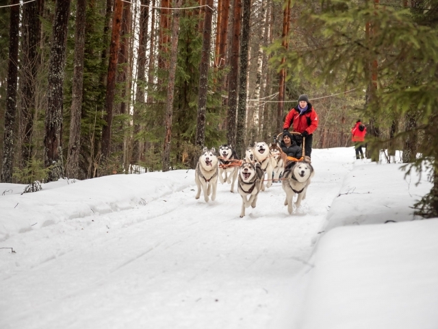Dog sledding in Russia
